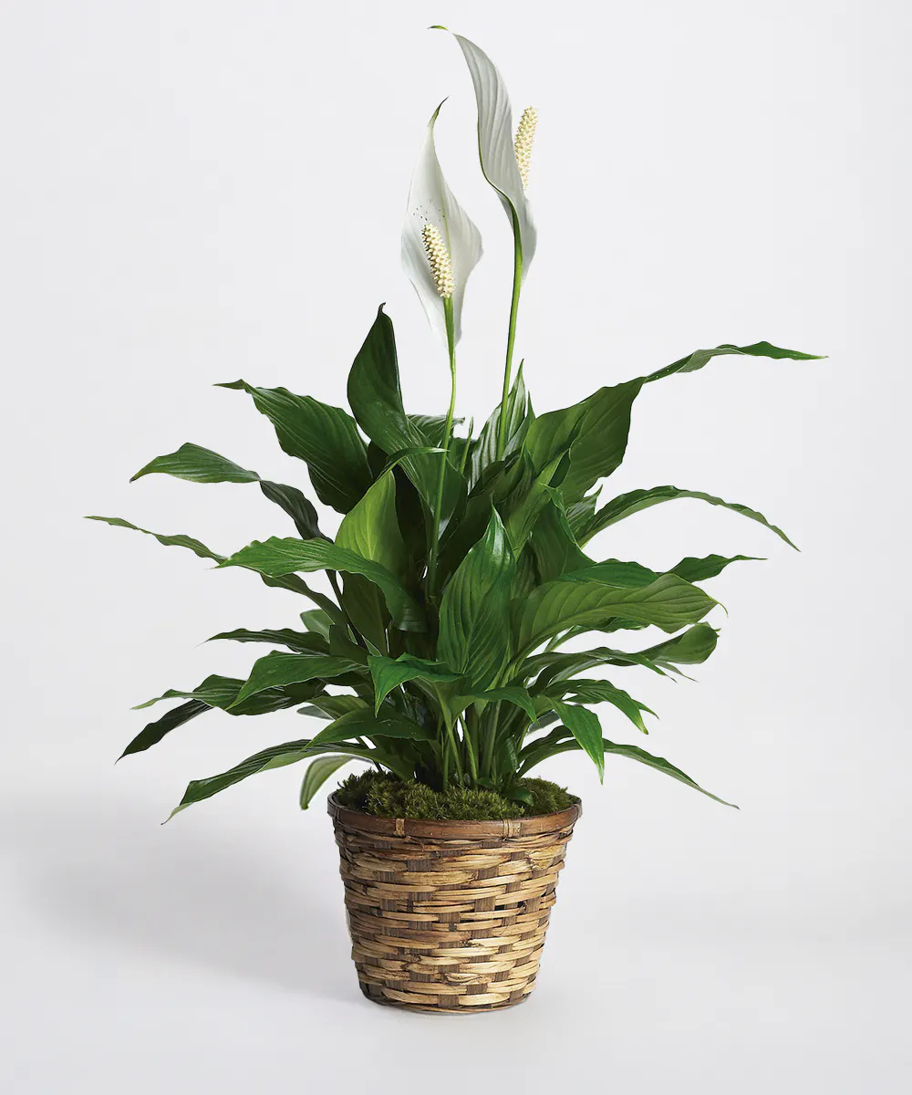 McNamara Florist Peace Lily Plant - Thumbnail 2