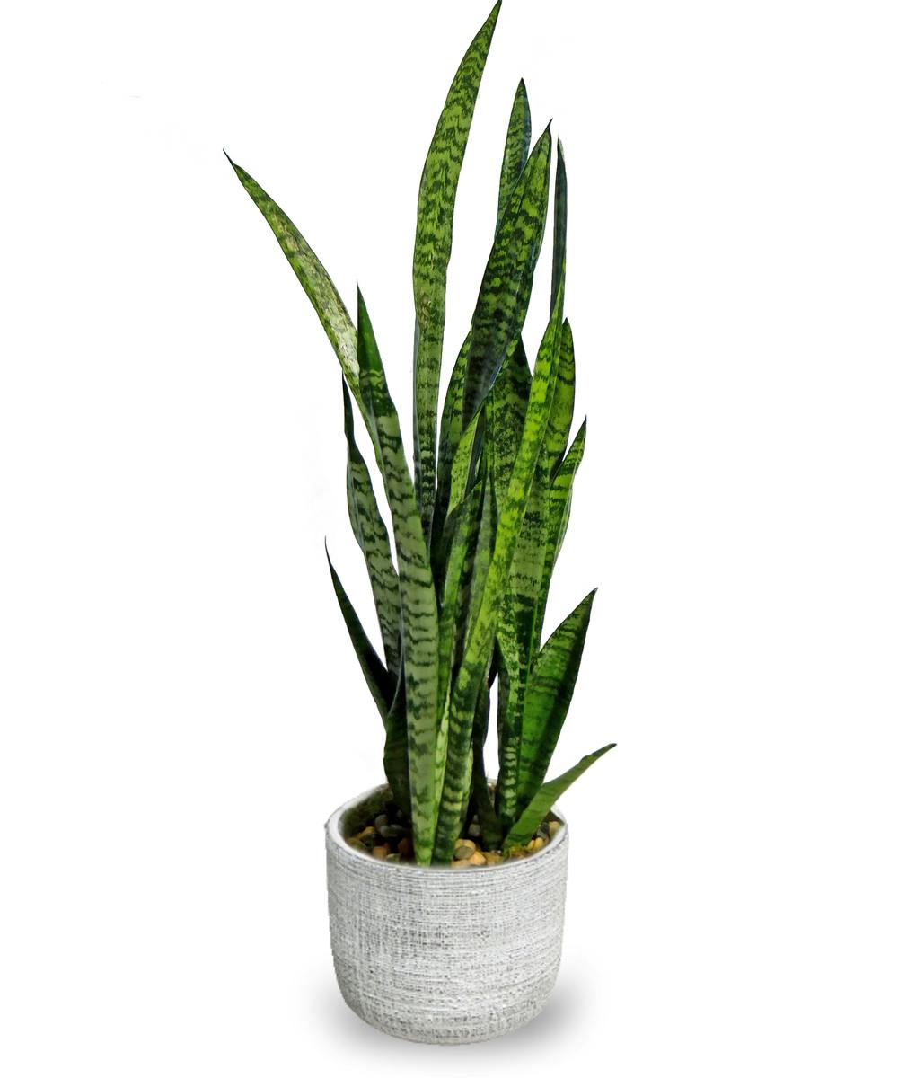 Snake Plant (Sansevieria) McNamara Florist Indianapolis