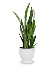Green Plant in Decorative Pot