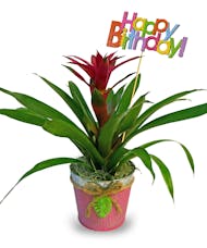 Birthday Bromeliad
