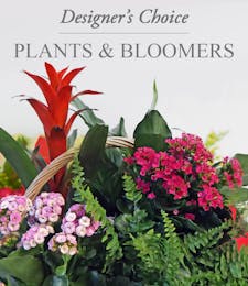Plants and Bloomers - Designer's Choice