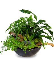 Dish Garden - Lush Green Plants In a Ceramic