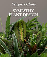 Sympathy Plant Design - Designer's Choice
