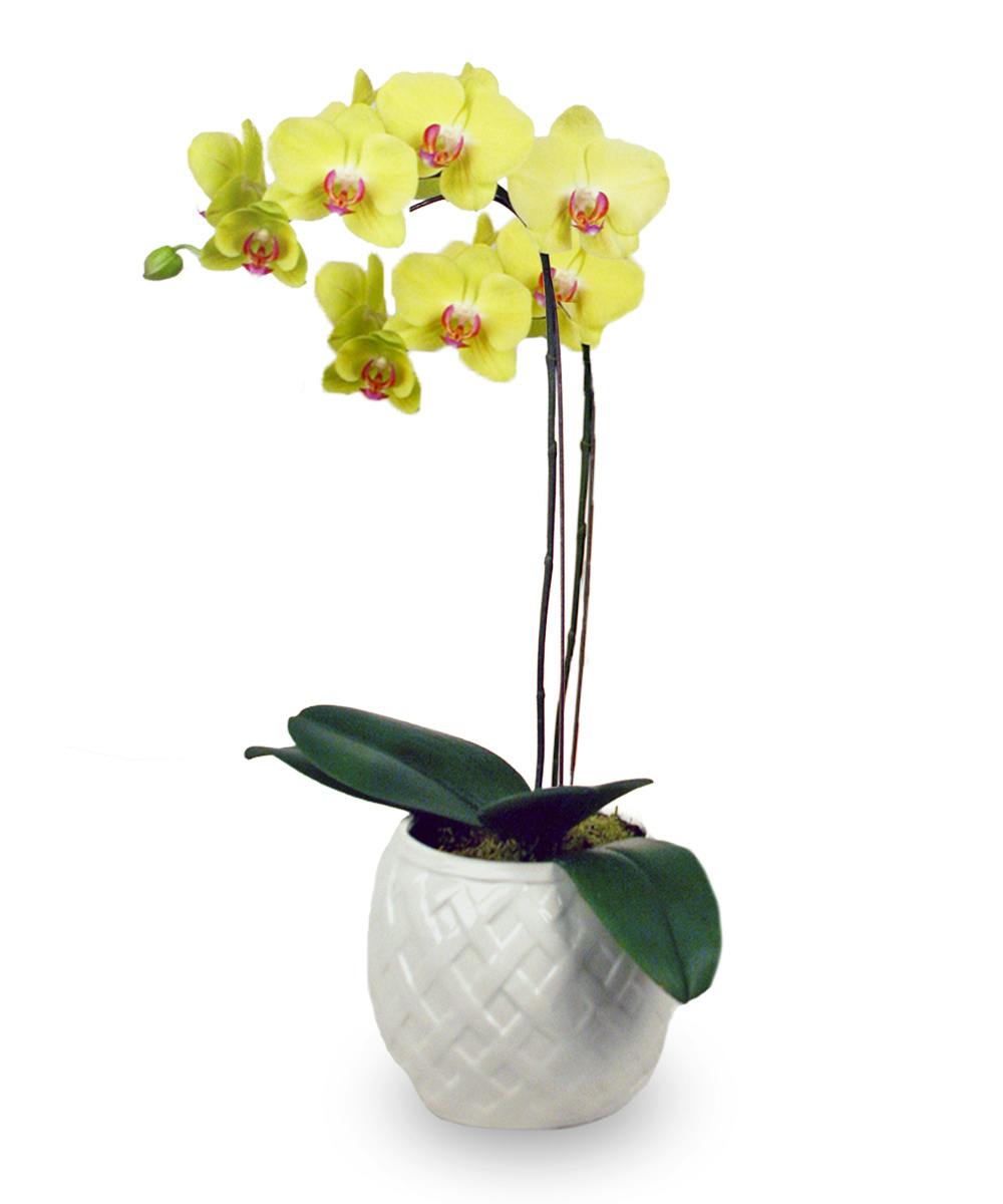 Phalaenopsis Orchid Plant McNamara Florist Indianapolis
