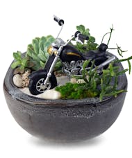 Motorcycle Succulent Garden