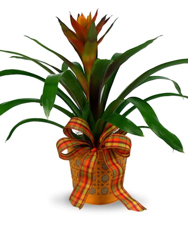 Plant of the Month - Bromeliad