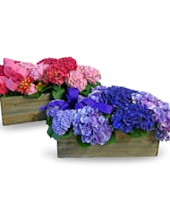 Hydrangea Garden Box
