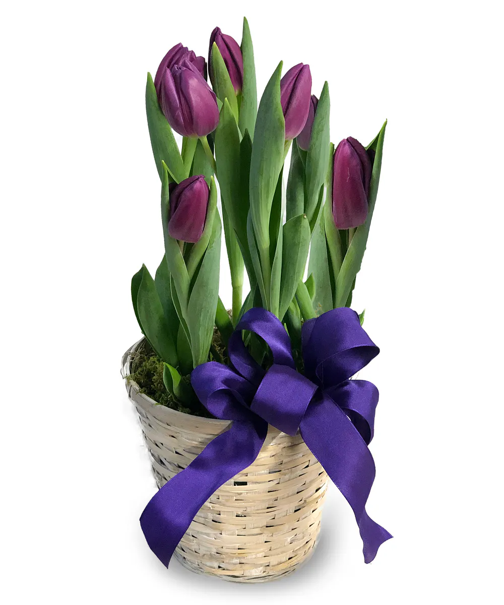 Spring Tulip Basket McNamara Florist Indianapolis & Fort Wayne