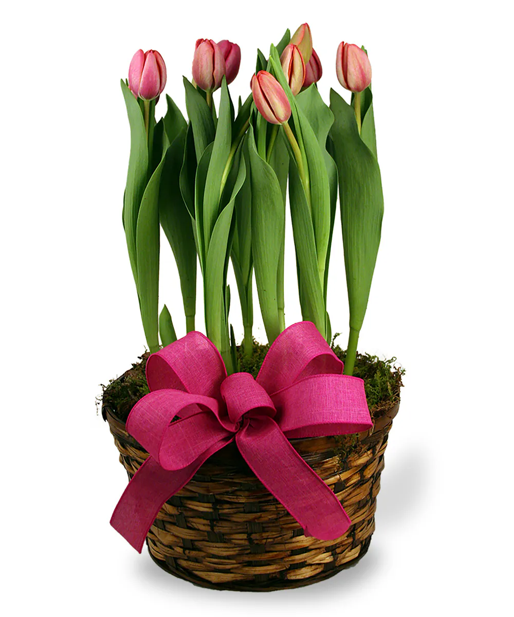 Spring Tulip Basket McNamara Florist Indianapolis & Fort Wayne