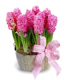 Spring Hyacinth Basket