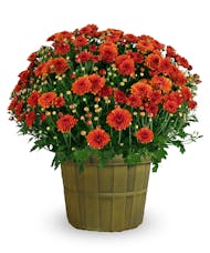Fall Mum - Multiple Sizes Available