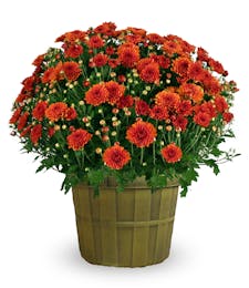 Fall Mum - Multiple Sizes Available