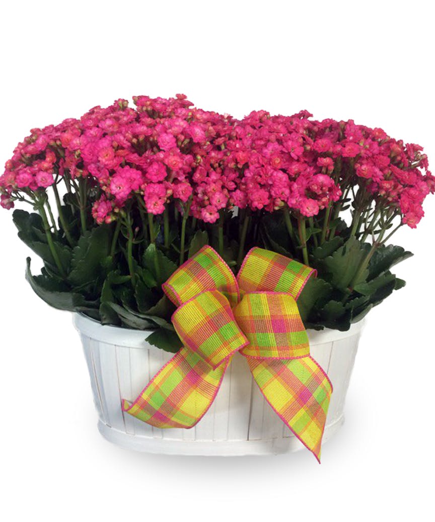 Kalanchoe Plant Delivered McNamara Florist Indianapolis