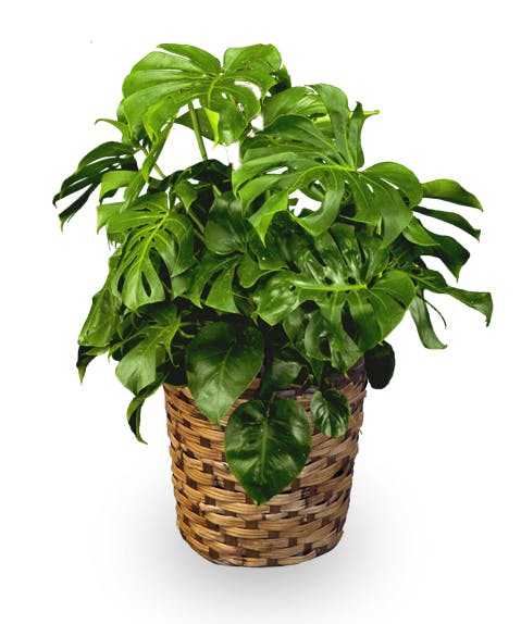 Indianapolis Green Plant Delivery LowMaintenance & Easy Care Plants