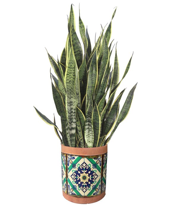 Snake Plant (Sansevieria) McNamara Florist Indianapolis