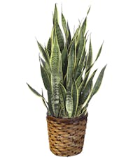Plant of the Month - Sansevieria
