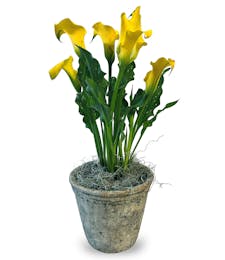 Calla Lily Plant - Colors May Vary