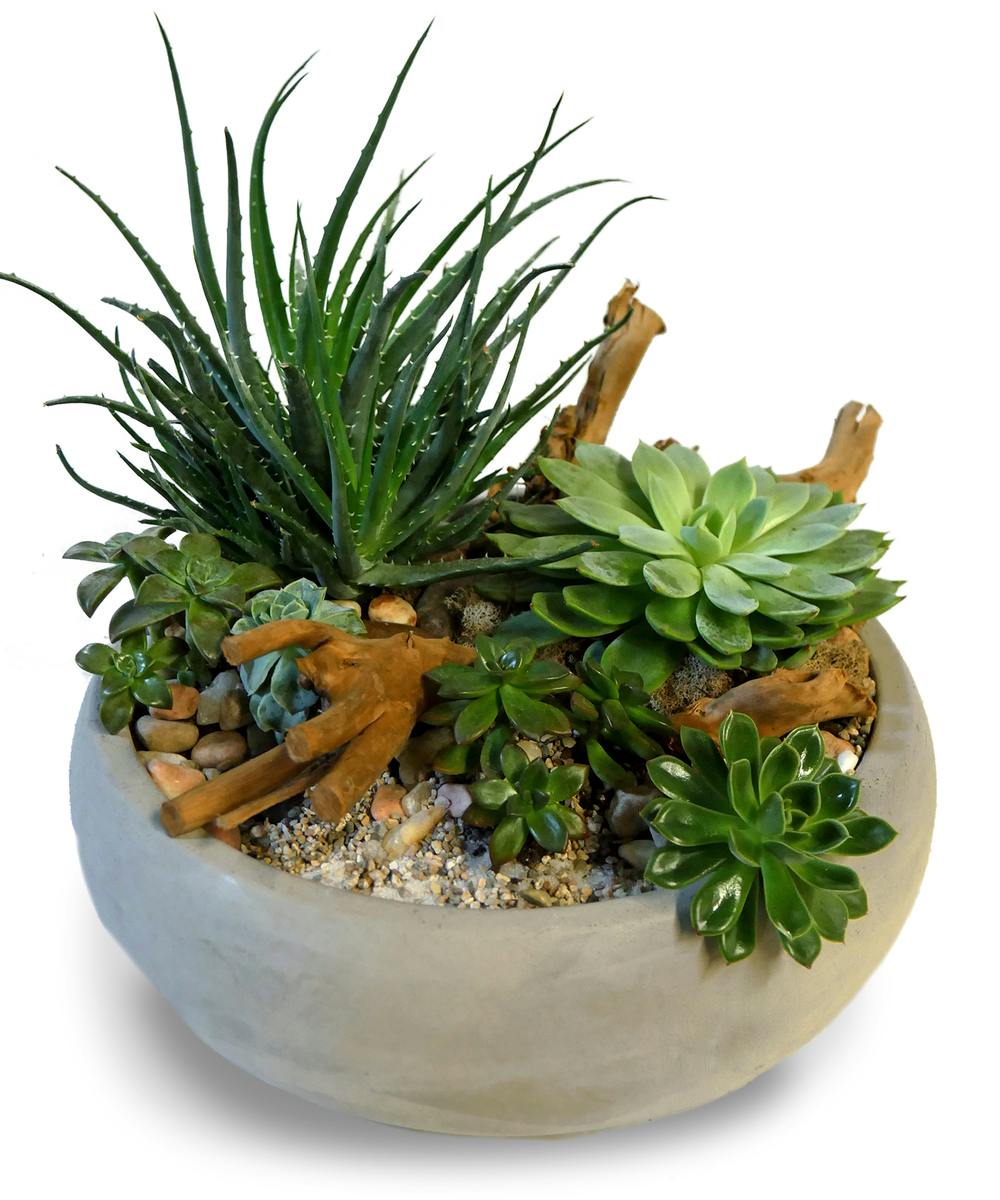 Indianapolis Green Plant Delivery LowMaintenance & Easy Care Plants