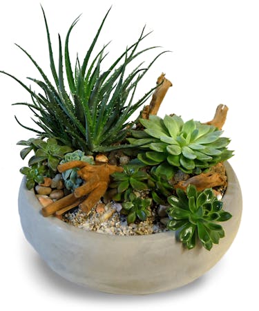 Indianapolis Green Plant Delivery | Low-Maintenance & Easy Care Plants ...