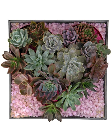 Heart Succulent Box
