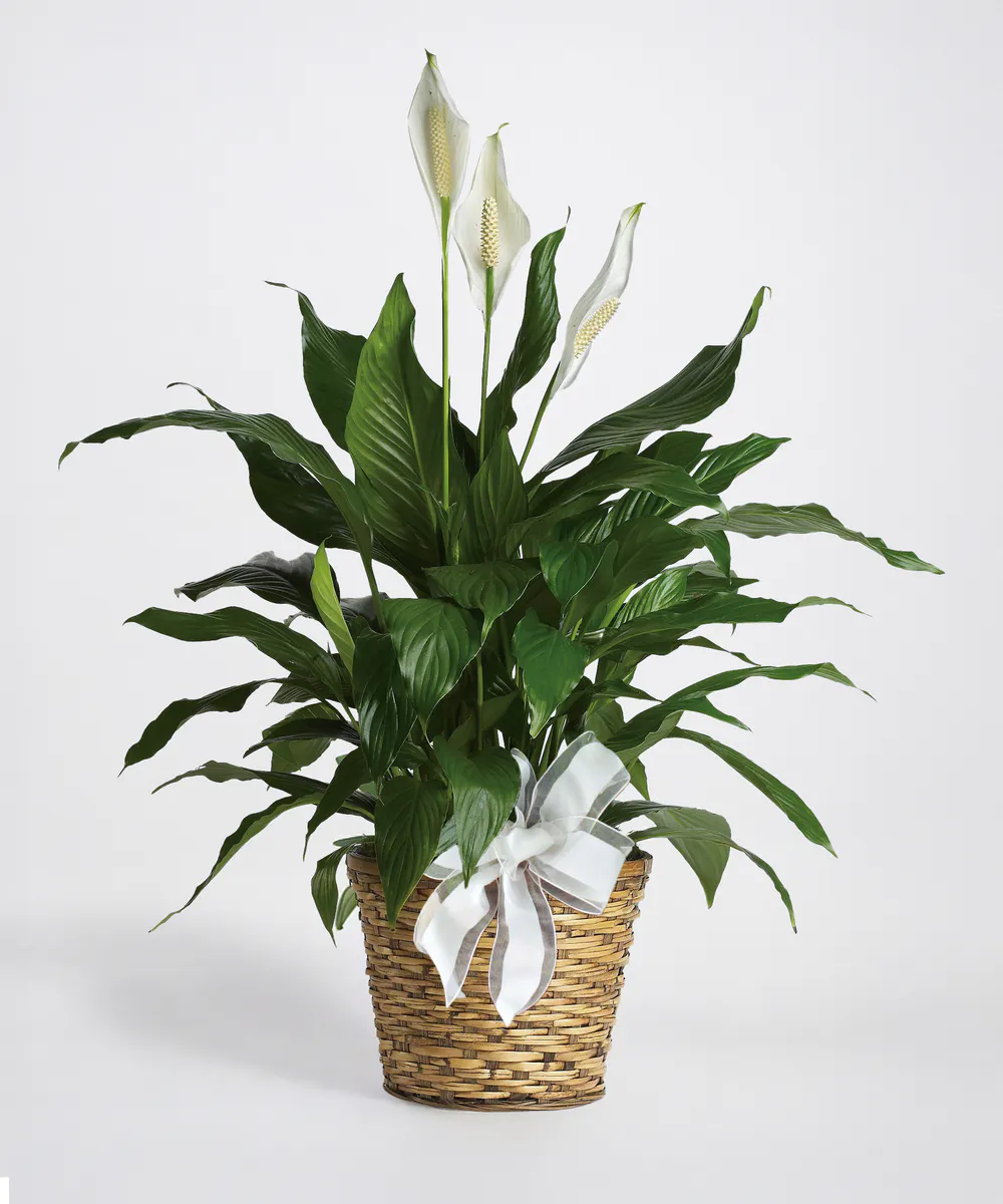 McNamara Florist Peace Lily Plant - Thumbnail 5