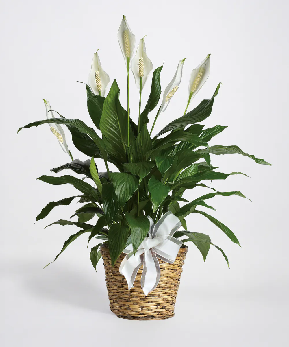 McNamara Florist Peace Lily Plant - Thumbnail 3
