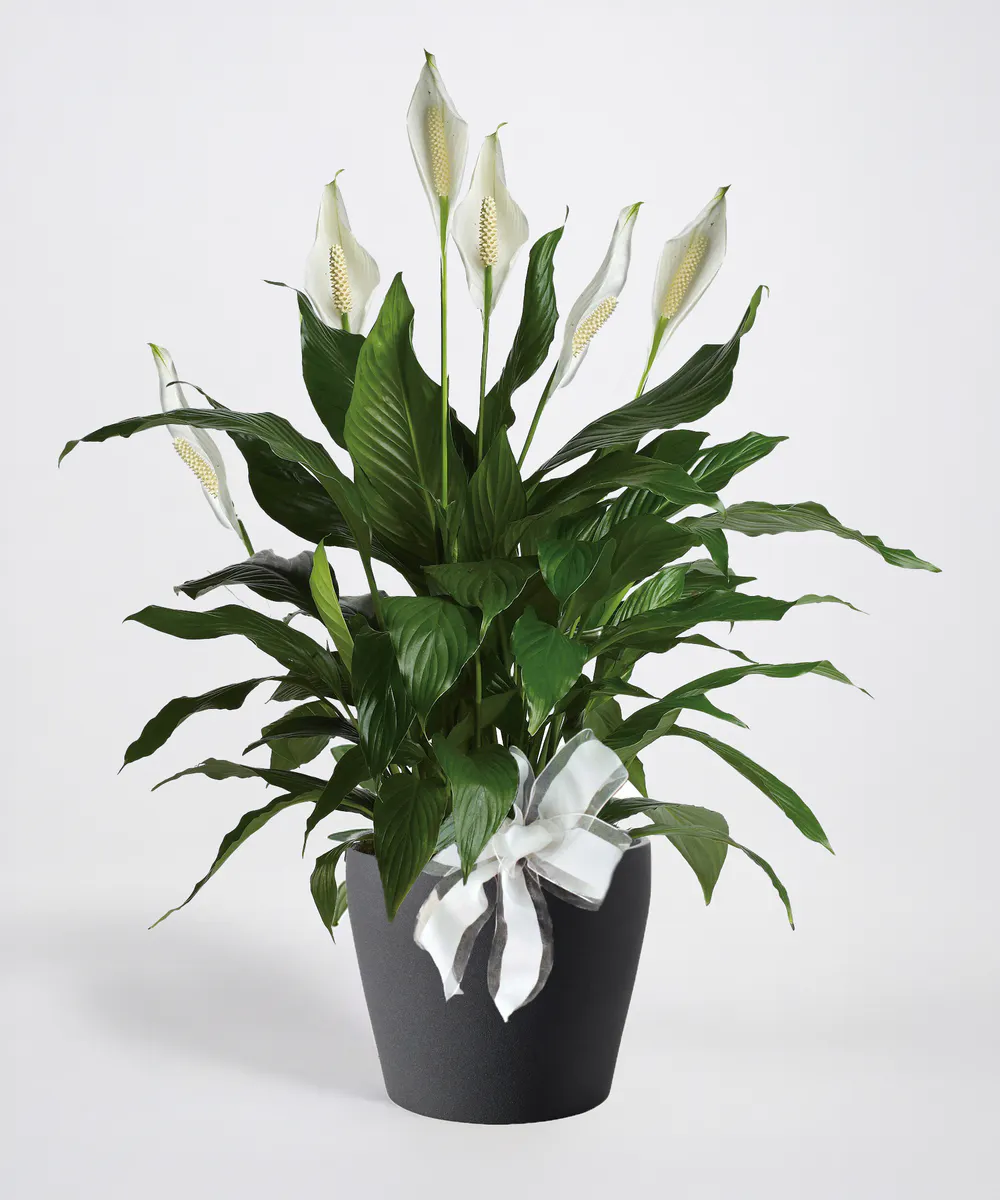 McNamara Florist Peace Lily Plant