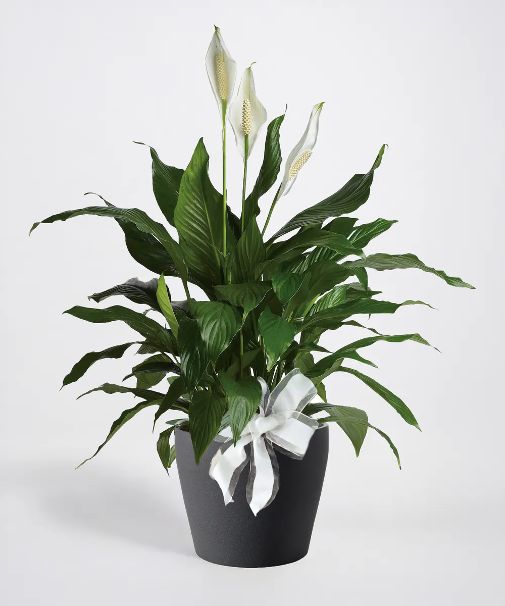 McNamara Florist Peace Lily Plant - Thumbnail 4