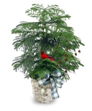 Norfolk Pine - Plant of the Month
