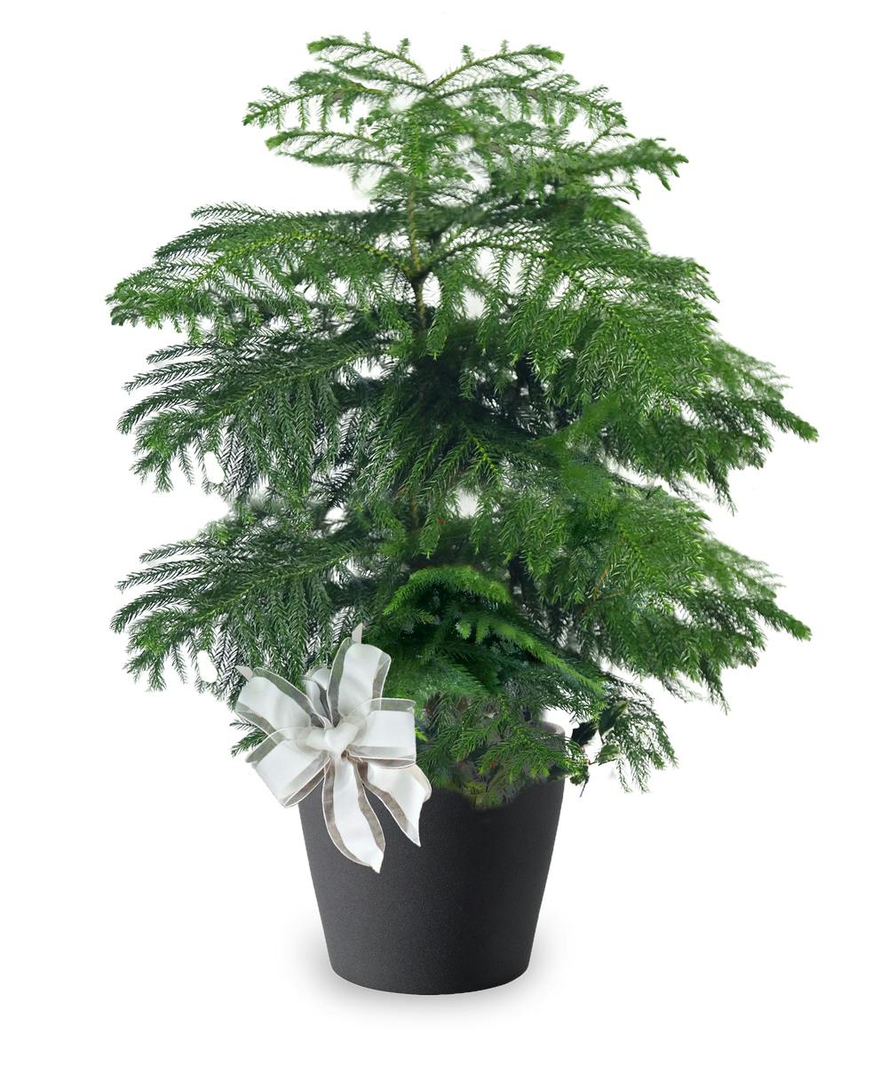 Norfolk Pine Plant of the Month