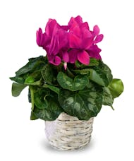 Cyclamen Blooming Plant