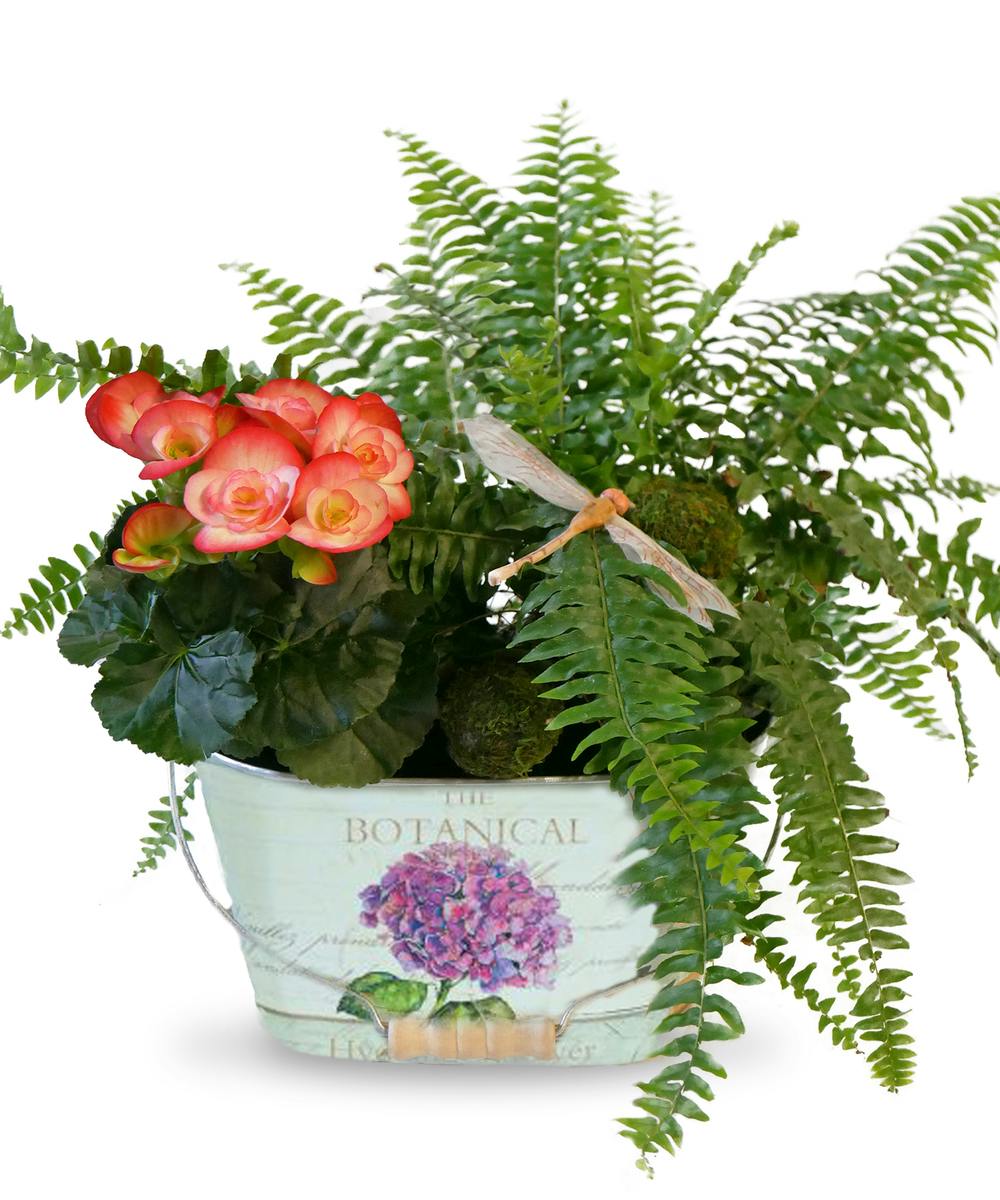 Sun Valley Garden Indianapolis Plant Delivery