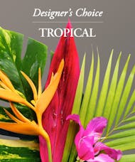 Tropical - Designer's Choice