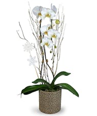 Premium Winter Orchid