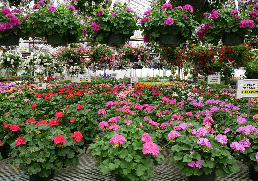 McNamara Florist InStore Sales & Events Indianapolis/Ft. Wayne